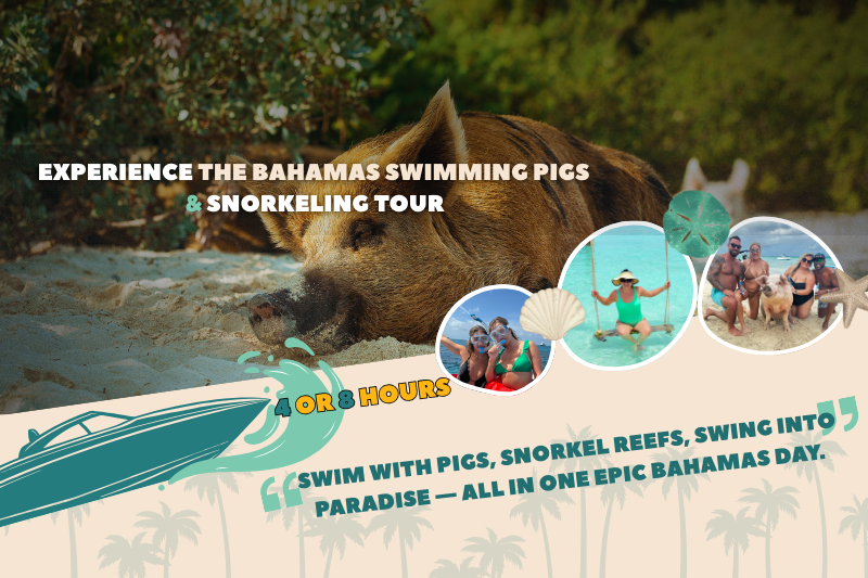 Bahamas Swimming Pigs & Snorkeling Tour - Group Adventure